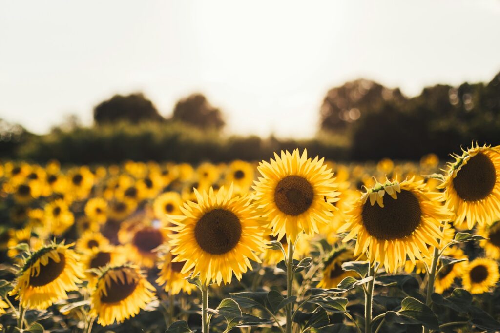 Sunflower Fields Near Tokyo: Top 5 Stunning Spots You Must Visit