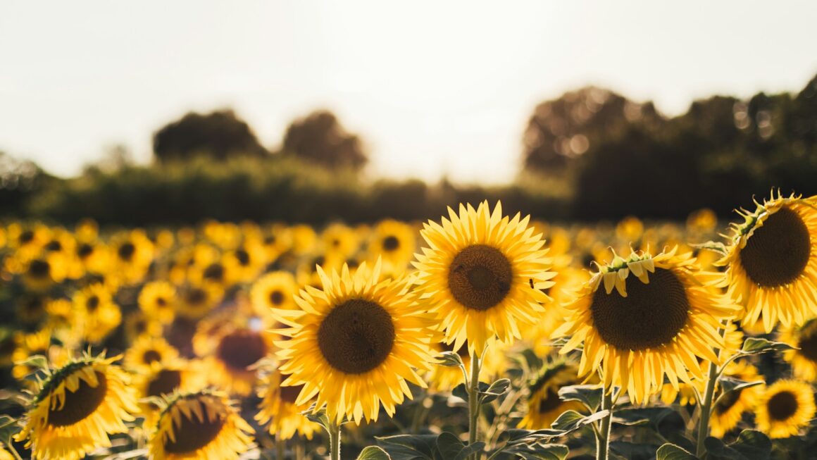 yellow sunflower field