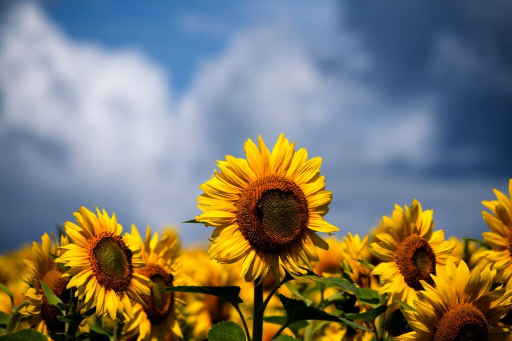 Sunflower Fields Near Tokyo: Top 5 Stunning Spots You Must Visit