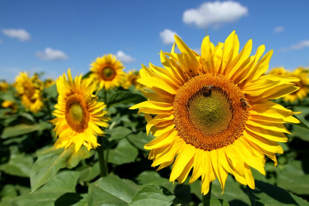 Sunflower Fields Near Tokyo: Top 5 Stunning Spots You Must Visit