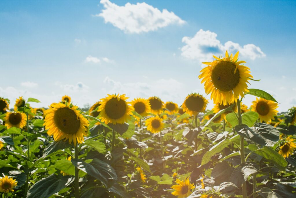 Sunflower Fields Near Tokyo: Top 5 Stunning Spots You Must Visit