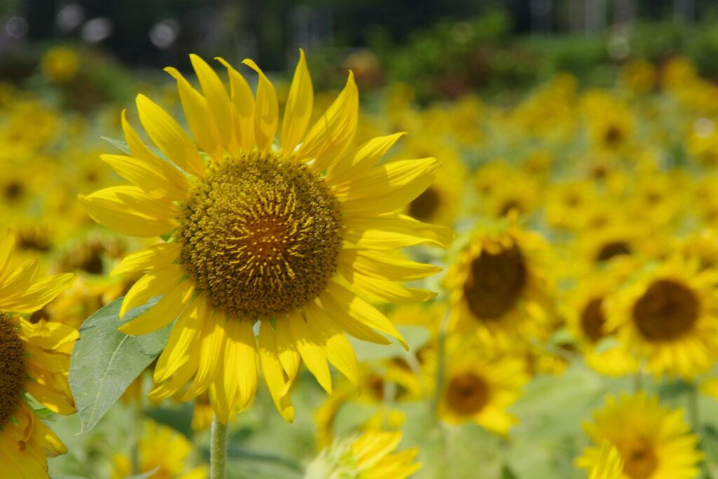 Sunflower Fields Near Tokyo: Top 5 Stunning Spots You Must Visit