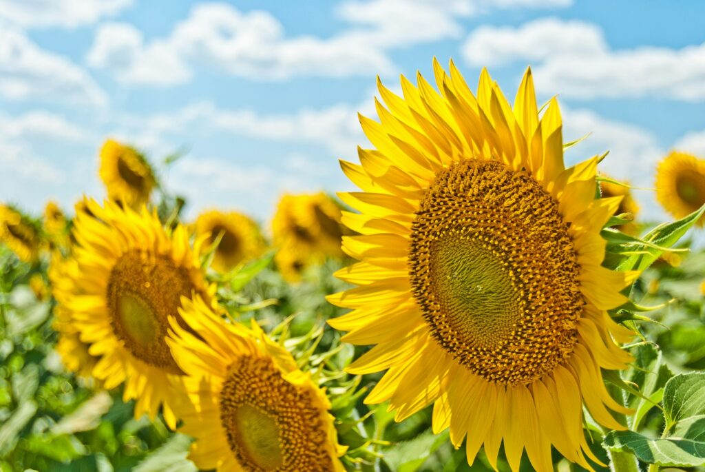 Sunflower Fields Near Tokyo: Top 5 Stunning Spots You Must Visit