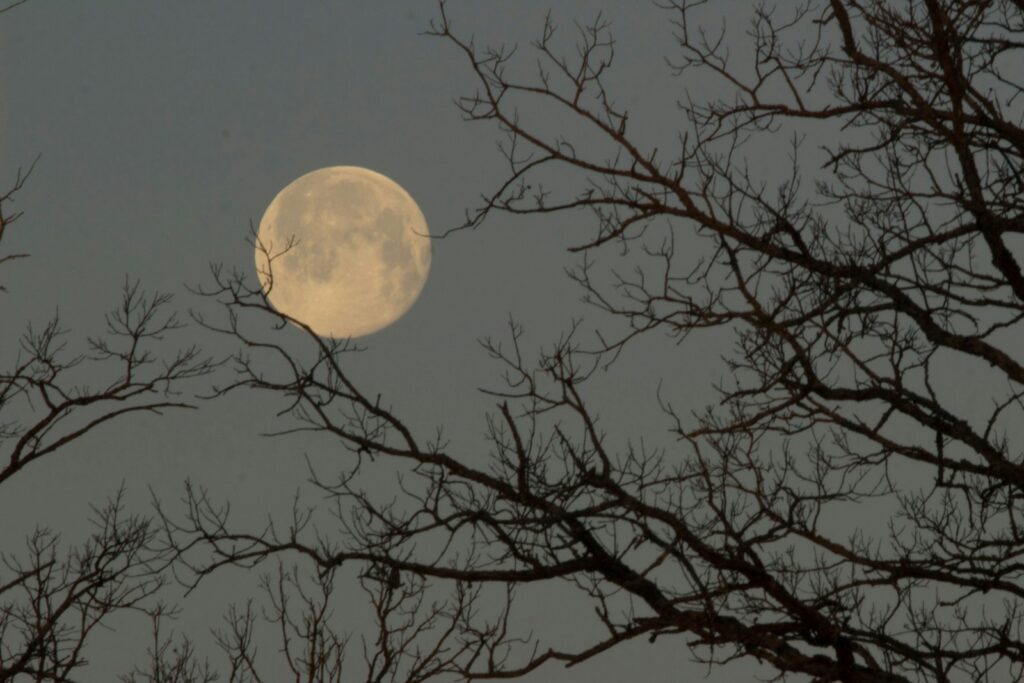 Tsukimi: Moon Gazing, Japanese-Style (And Why It's Way More Than Just Looking at the Sky)