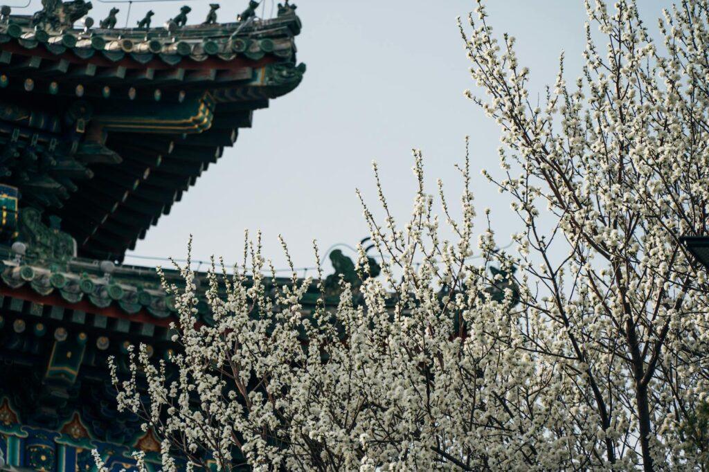 White blossoms in front of a traditional pavilion in Beijing during spring.