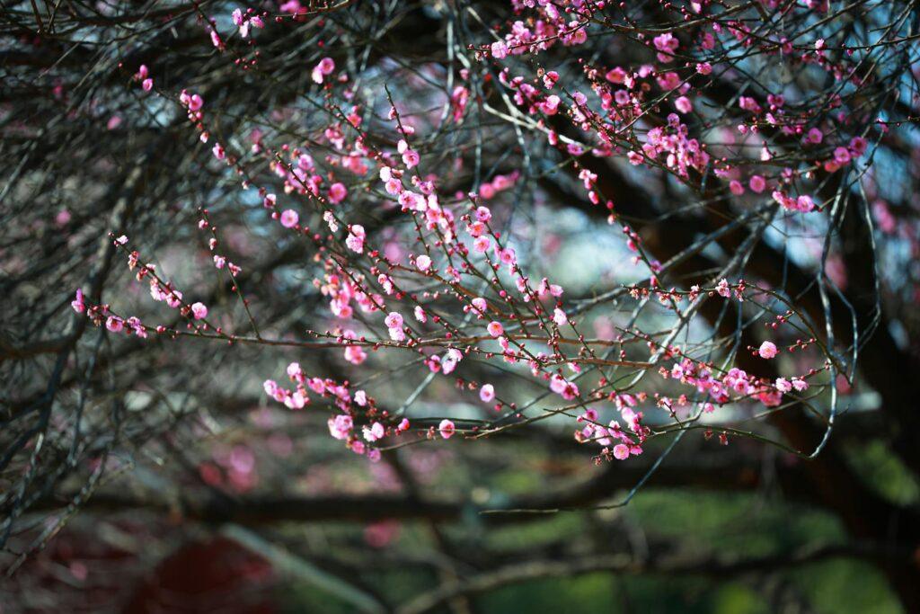 Close-up of vibrant pink plum blossoms on tree branches during springtime outdoors.