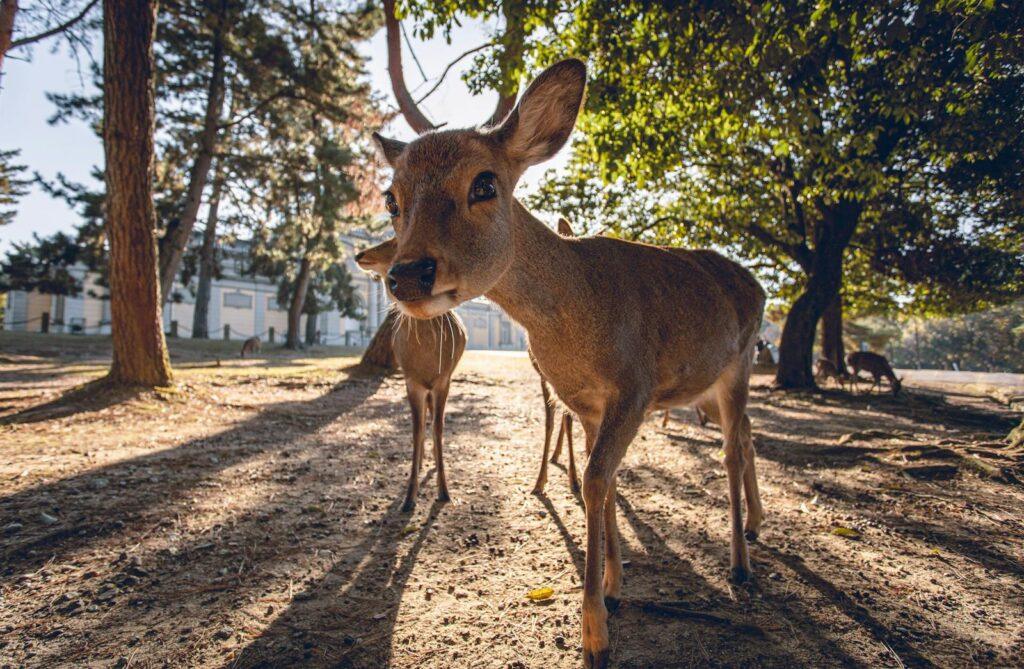 A close-up shot of a deer in Nara Park, Japan, showcasing nature's beauty.