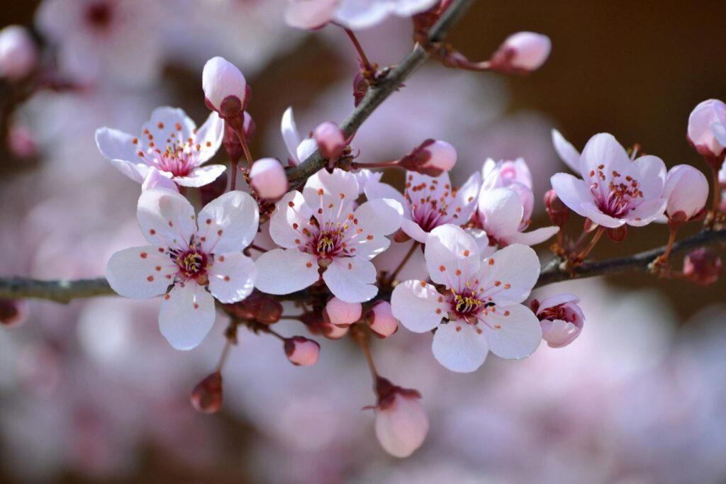 Beautiful close-up shot of pink plum blossoms in full bloom during spring.