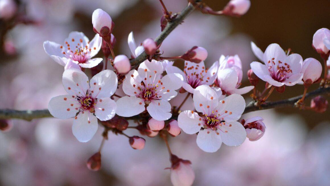 Beautiful close-up shot of pink plum blossoms in full bloom during spring.