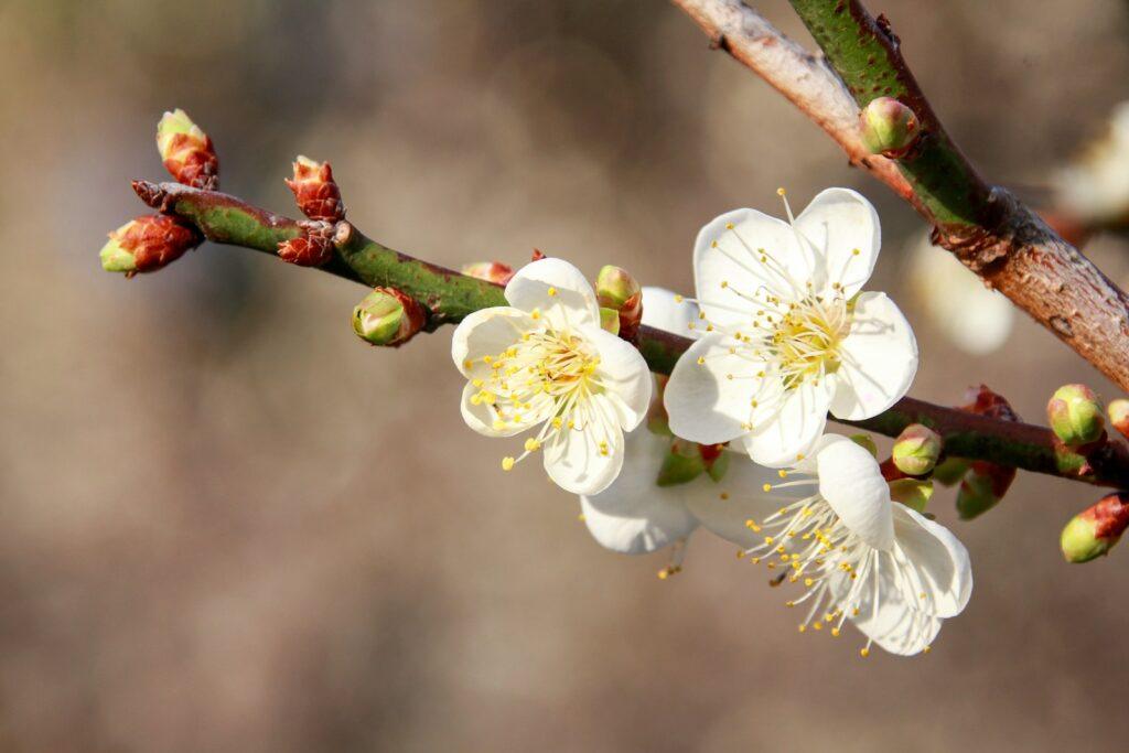 a close up of a flower on a tree branch