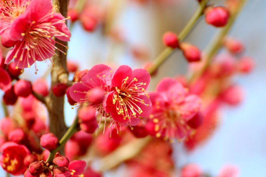 plum blossoms, nature, flower, spring flowers, plum blossom, red plum, korea, republic of korea, plum blossom, plum blossom, plum blossom, plum blossom, plum blossom, flower background, beautiful flowers, flower wallpaper, red plum