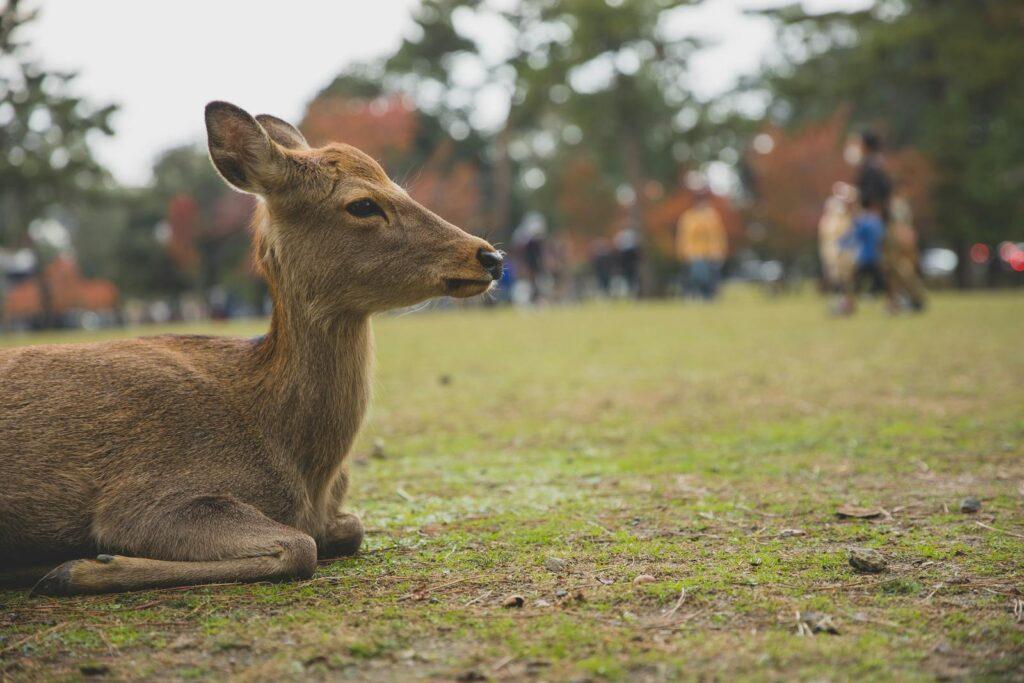 Cute little deer lying on ground with fresh verdant grass on blurred background of park with anonymous people