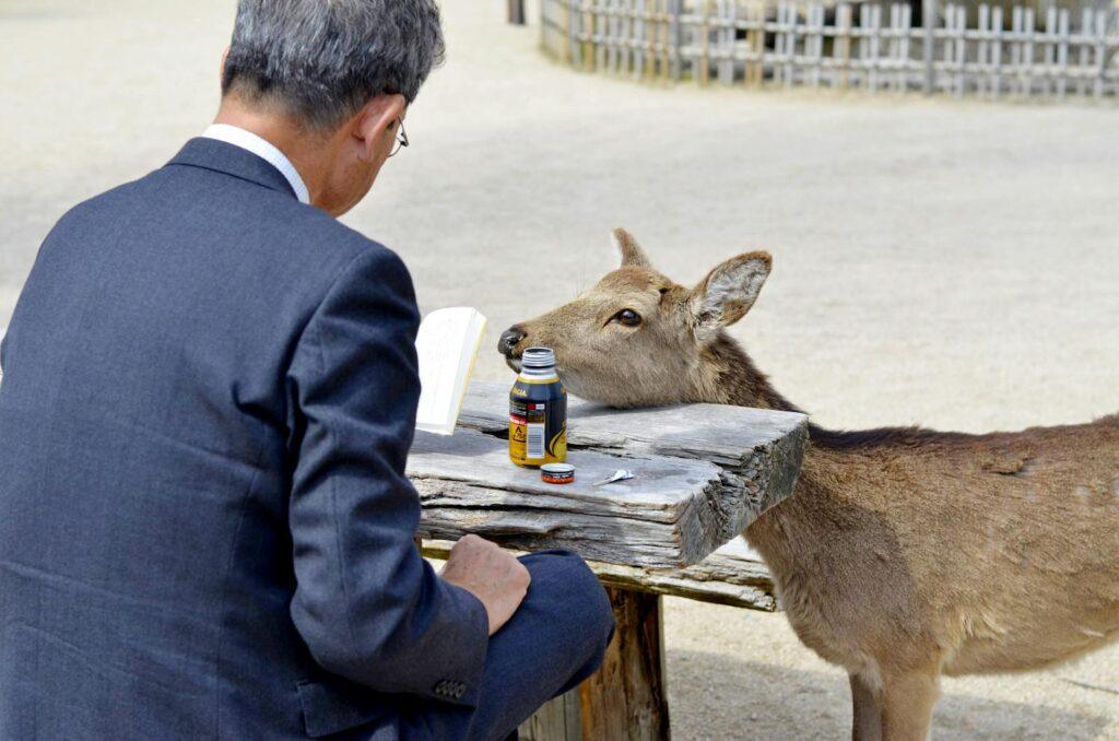 An adult man in a suit reads by a deer on a wooden bench in Kyoto park.