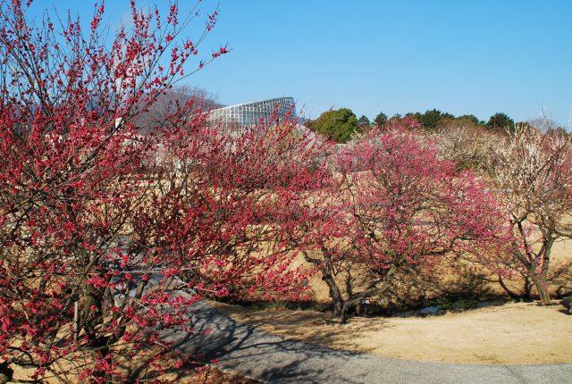 Credit: Photo from Odawara Flower Gardens