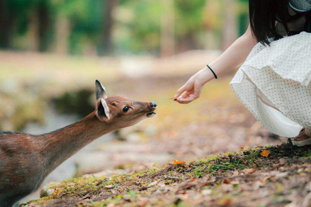 a woman feeding a small deer with her hand