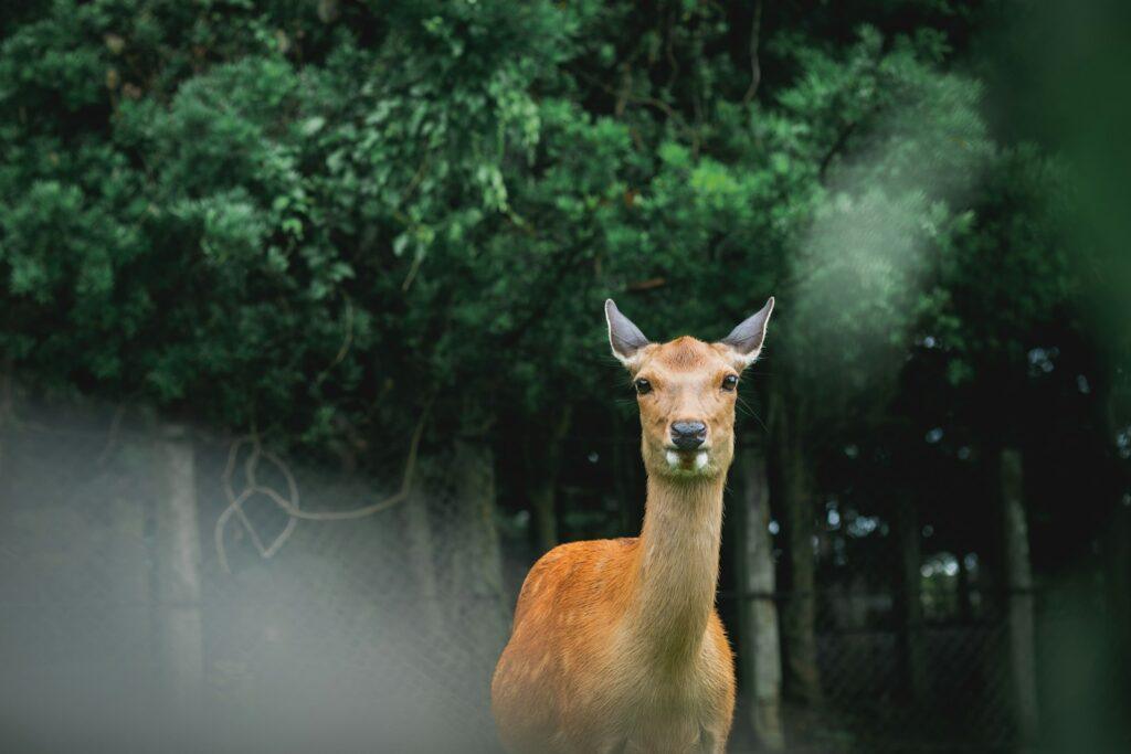 A deer standing in the middle of a forest