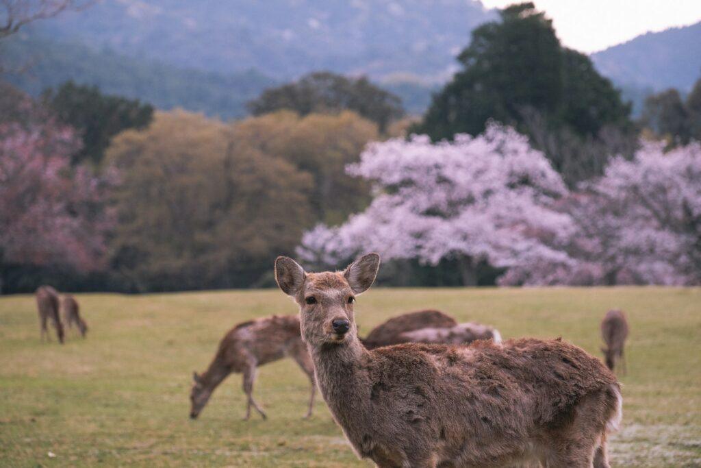 Nara deer with Sakura in background