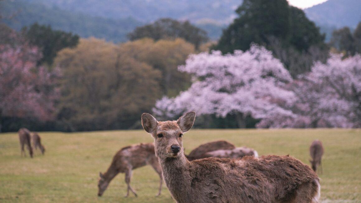 Nara deer with Sakura in background