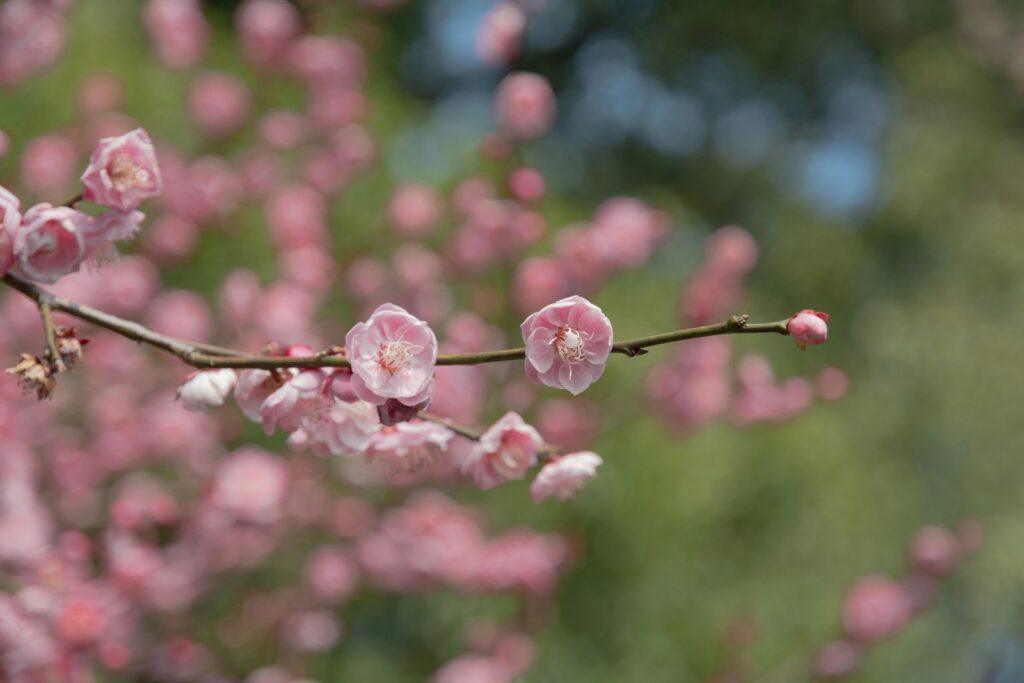 a branch of a flowering tree with pink flowers