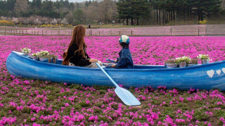 Fuji Shibazakura Festival 2025: A Stunning Floral Spectacle
