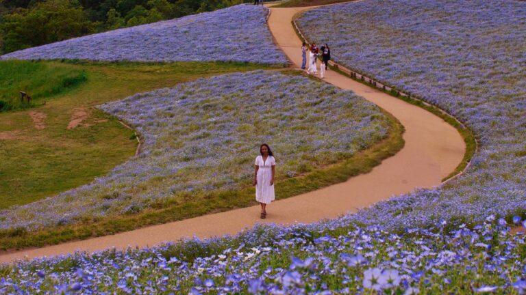 Nemophila at Mother Farm: A Fun Spring Day Trip