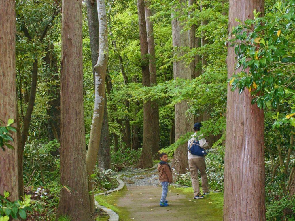 Magical Yahiko Shrine: Guid to This Must-See Spot in Niigata (Photo by ThatJapanGuide) Magical Yahiko Shrine: Guid to This Must-See Spot in Niigata (Photo by ThatJapanGuide)