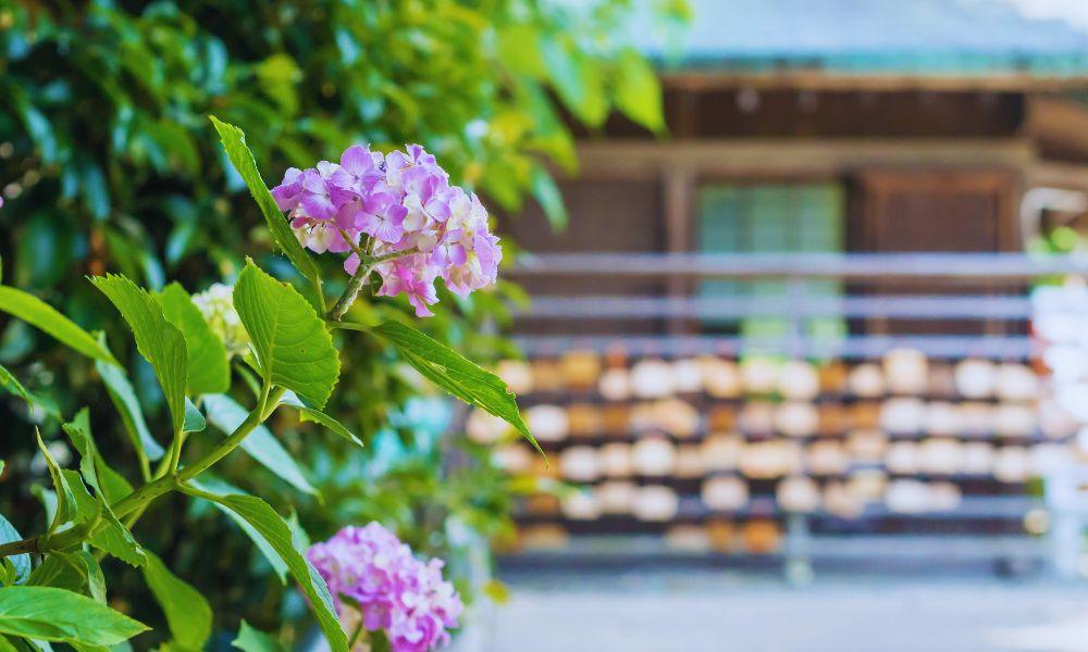 Kamakura hydrangeas