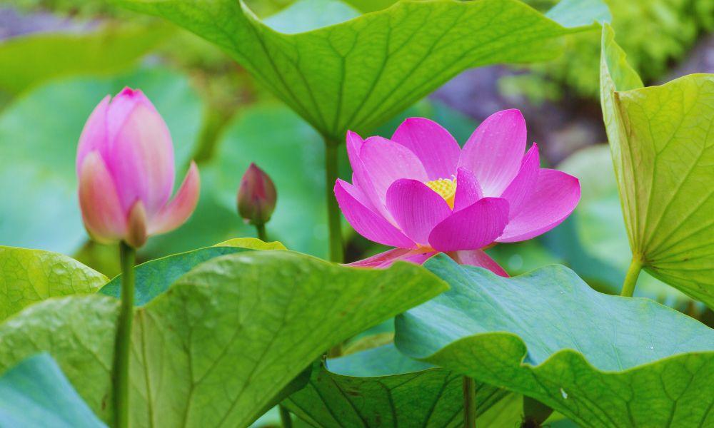 Lotus