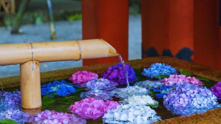 Kamakura-hydrangea-Kamakura festival guide