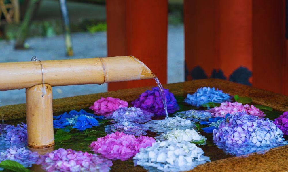Kamakura-hydrangea-Kamakura festival guide