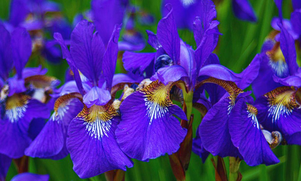 Irises