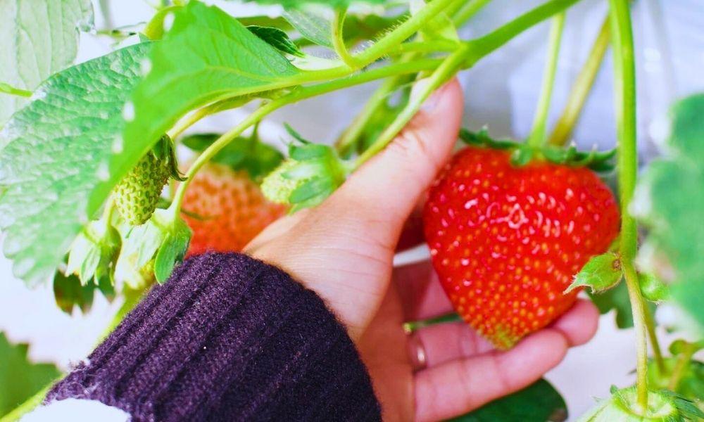 Strawberry picking Yokohama (Photo property of ThatJapanLife)