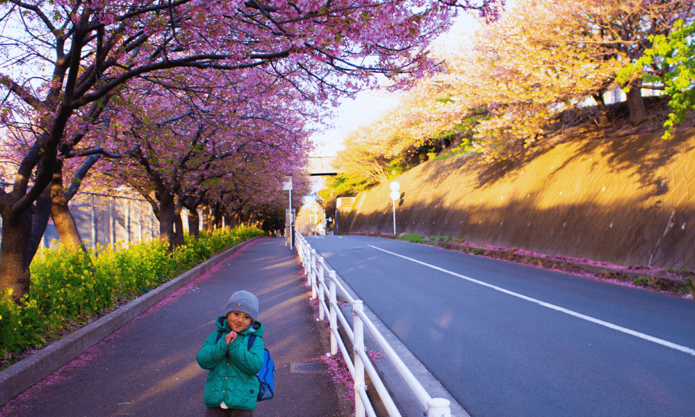 Ultimate Miura Kaigan Cherry Blossom Festival 2026 Guide