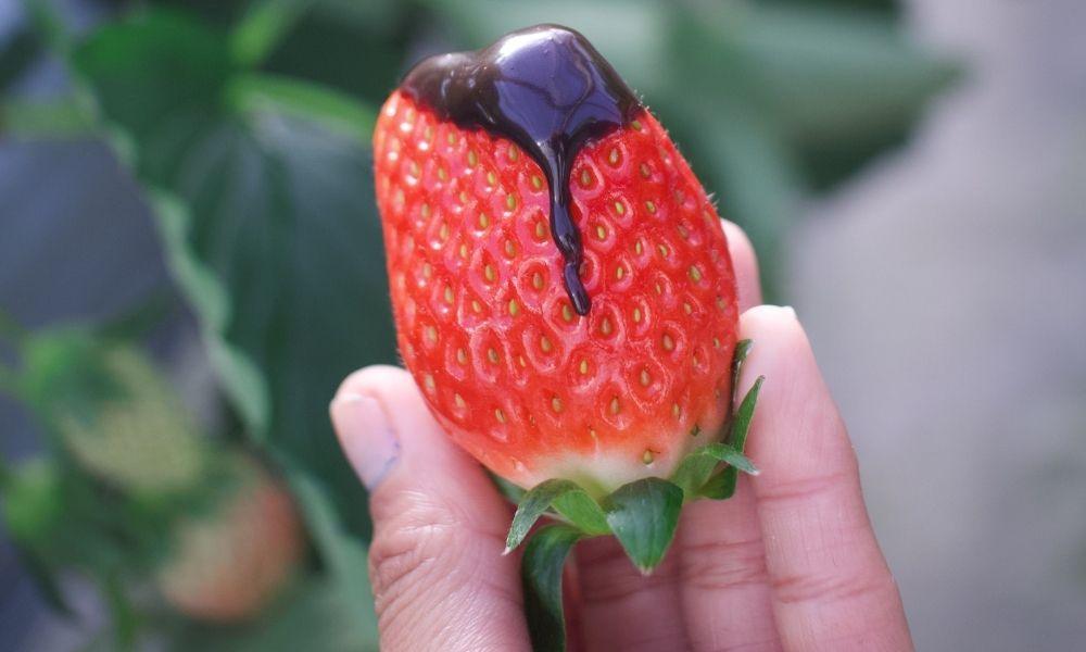 Strawberry picking Yokohama (Photo property of ThatJapanLife)