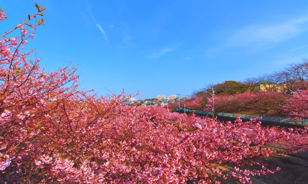 Ultimate Miura Kaigan Cherry Blossom Festival 2026 Guide