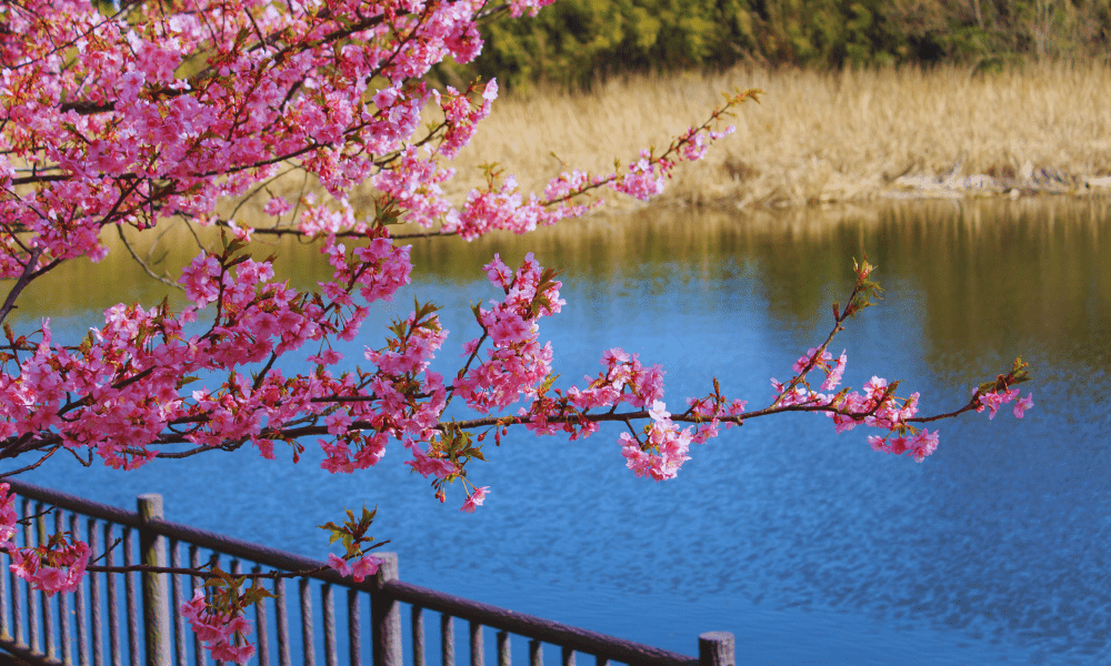 Ultimate Miura Kaigan Cherry Blossom Festival 2026 Guide