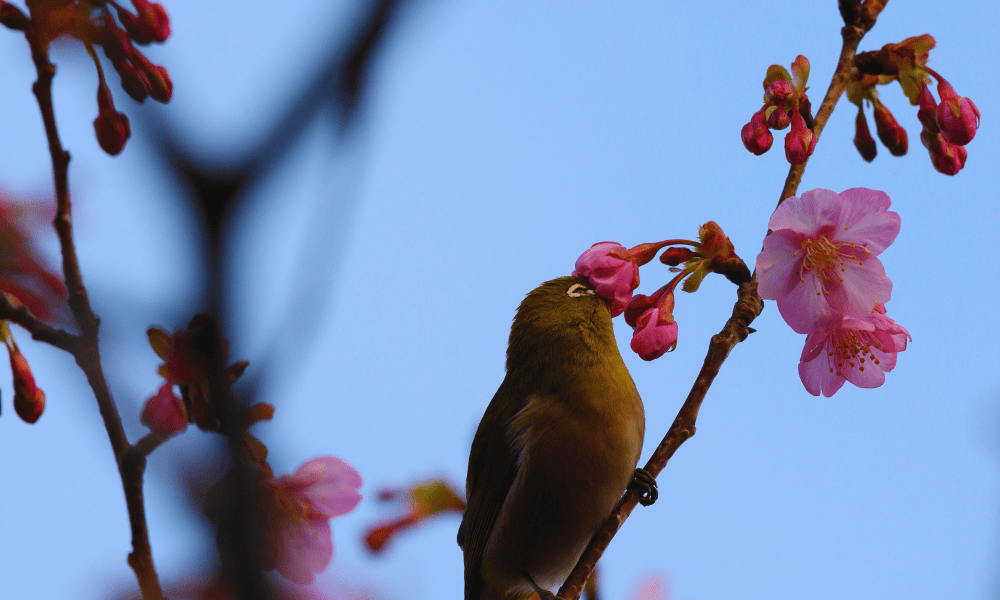 Ultimate Miura Kaigan Cherry Blossom Festival 2026 Guide