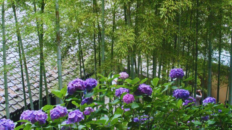 2026 Guide to the Hasedera Temple Hydrangeas