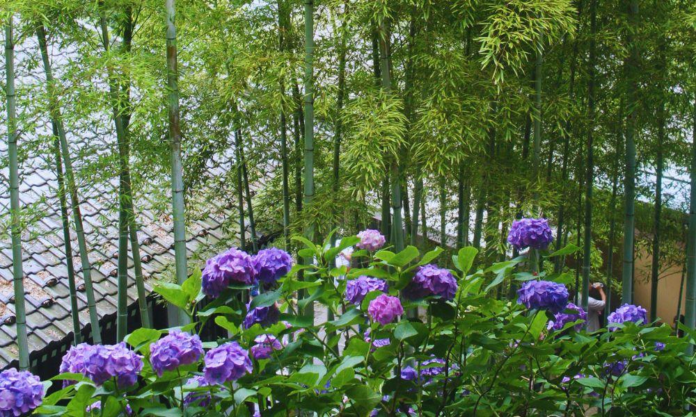 2026 Guide to the Hasedera Temple Hydrangeas