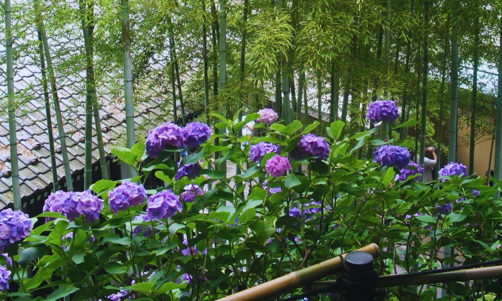 2026 Guide to the Hasedera Temple Hydrangeas