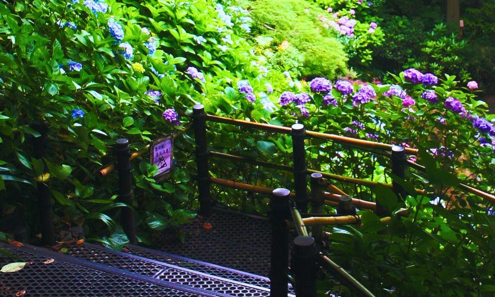 2026 Guide to the Hasedera Temple Hydrangeas