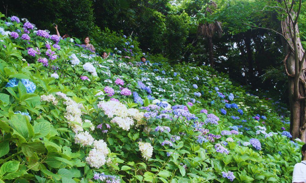 2026 Guide to the Hasedera Temple Hydrangeas