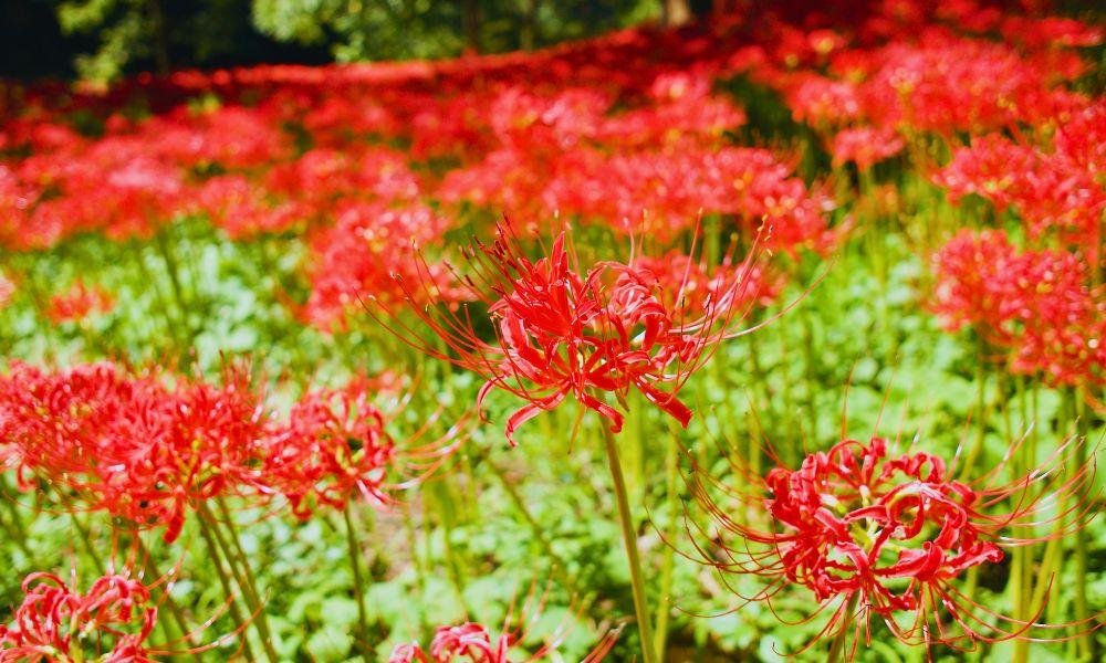 What to See in Japan in Autumn: A Month-by-Month Bloom Guide