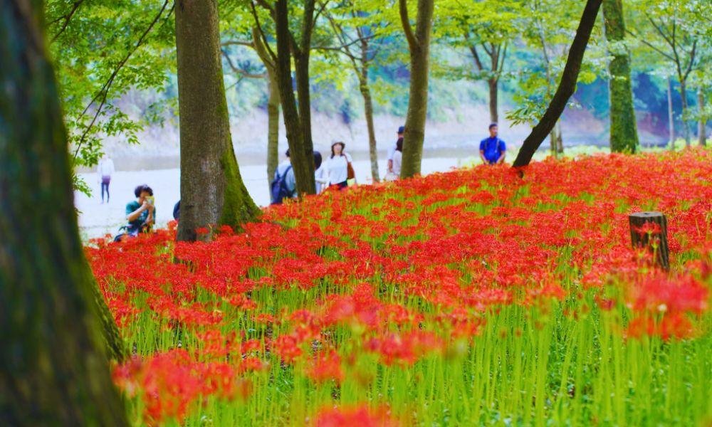 The Best Higanbana Spots Near Tokyo and Yokohama