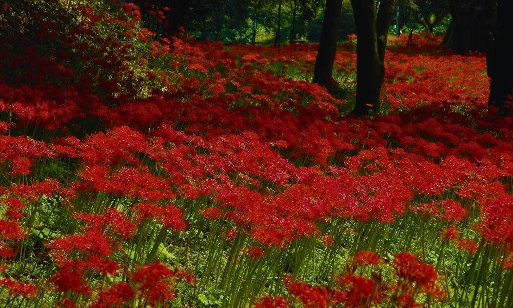 What to See in Japan in Autumn: A Month-by-Month Bloom Guide