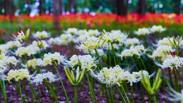 The Best Higanbana Spots Near Tokyo and Yokohama