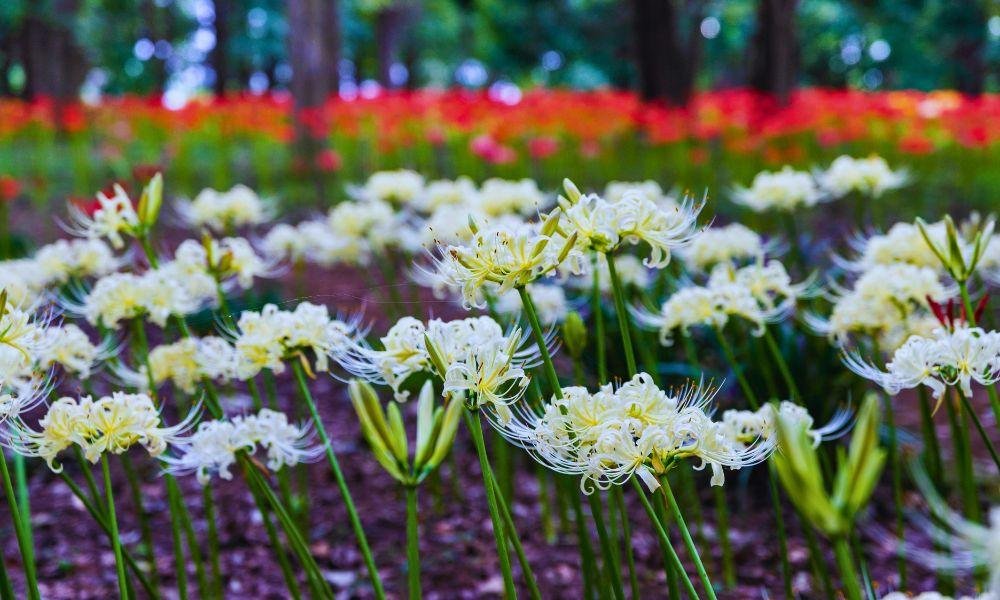 The Best Higanbana Spots Near Tokyo and Yokohama