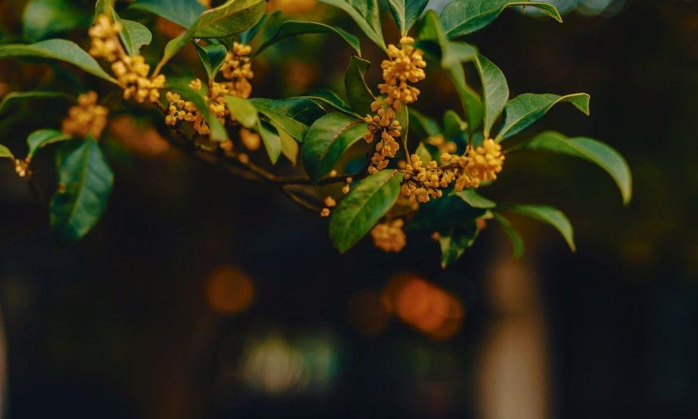 What to See in Japan in Autumn: A Month-by-Month Bloom Guide