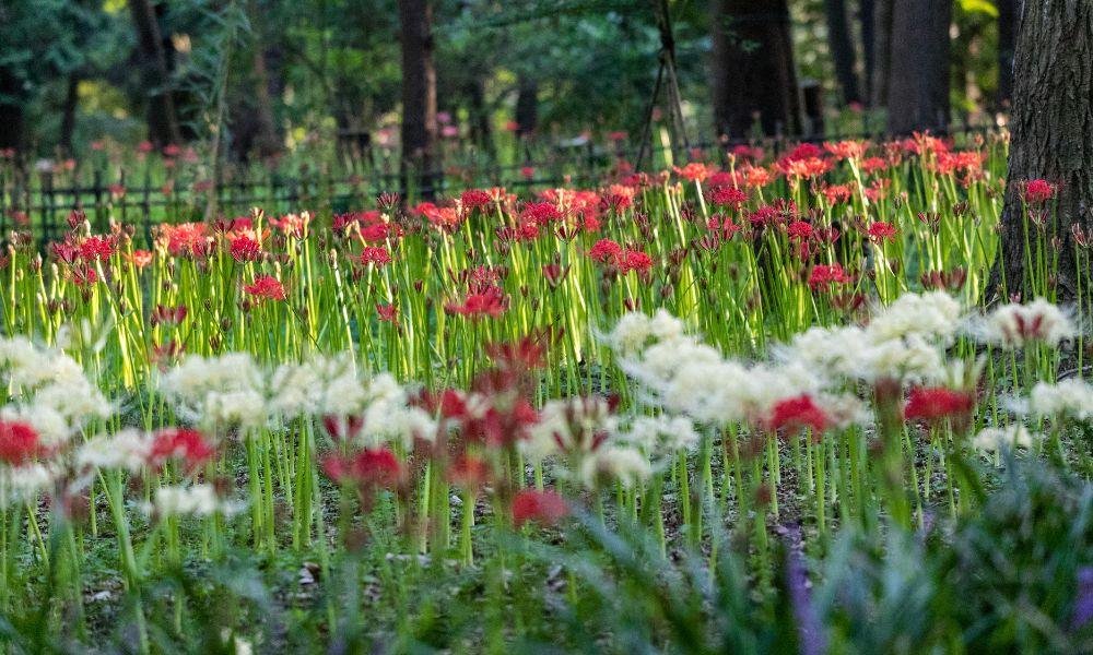 The Best Higanbana Spots Near Tokyo and Yokohama