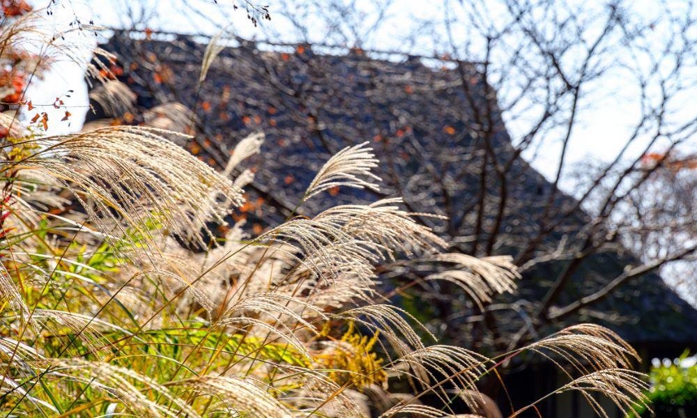 What to See in Japan in Autumn: A Month-by-Month Bloom Guide